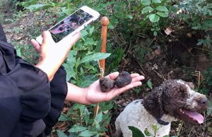 A person holding up a cell phone and two truffles.