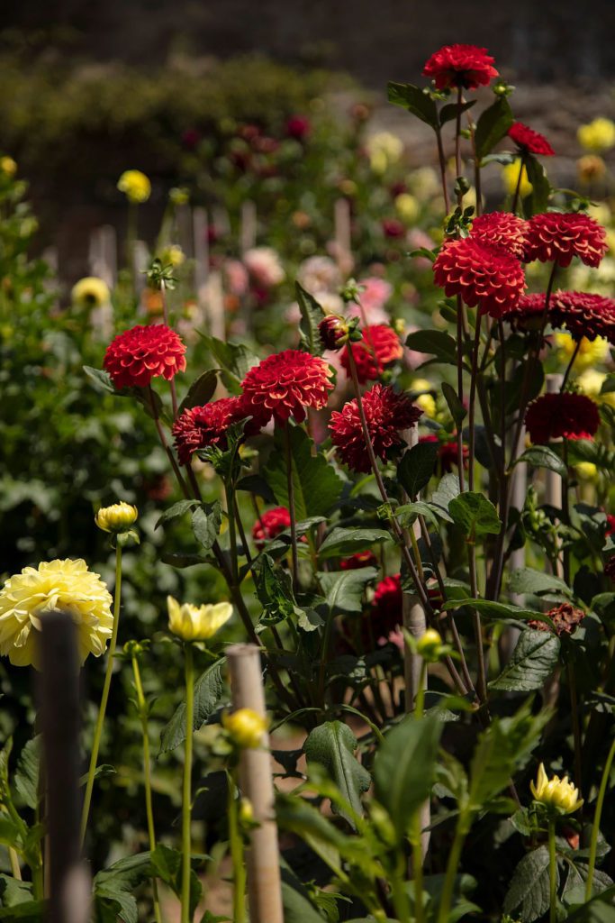 A garden with many different flowers and plants.